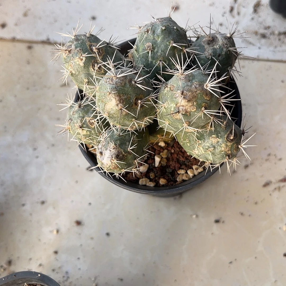 明暗城大群一物一拍