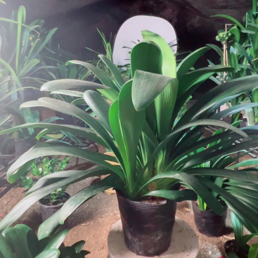 当前无花栽培后可以开花群兰