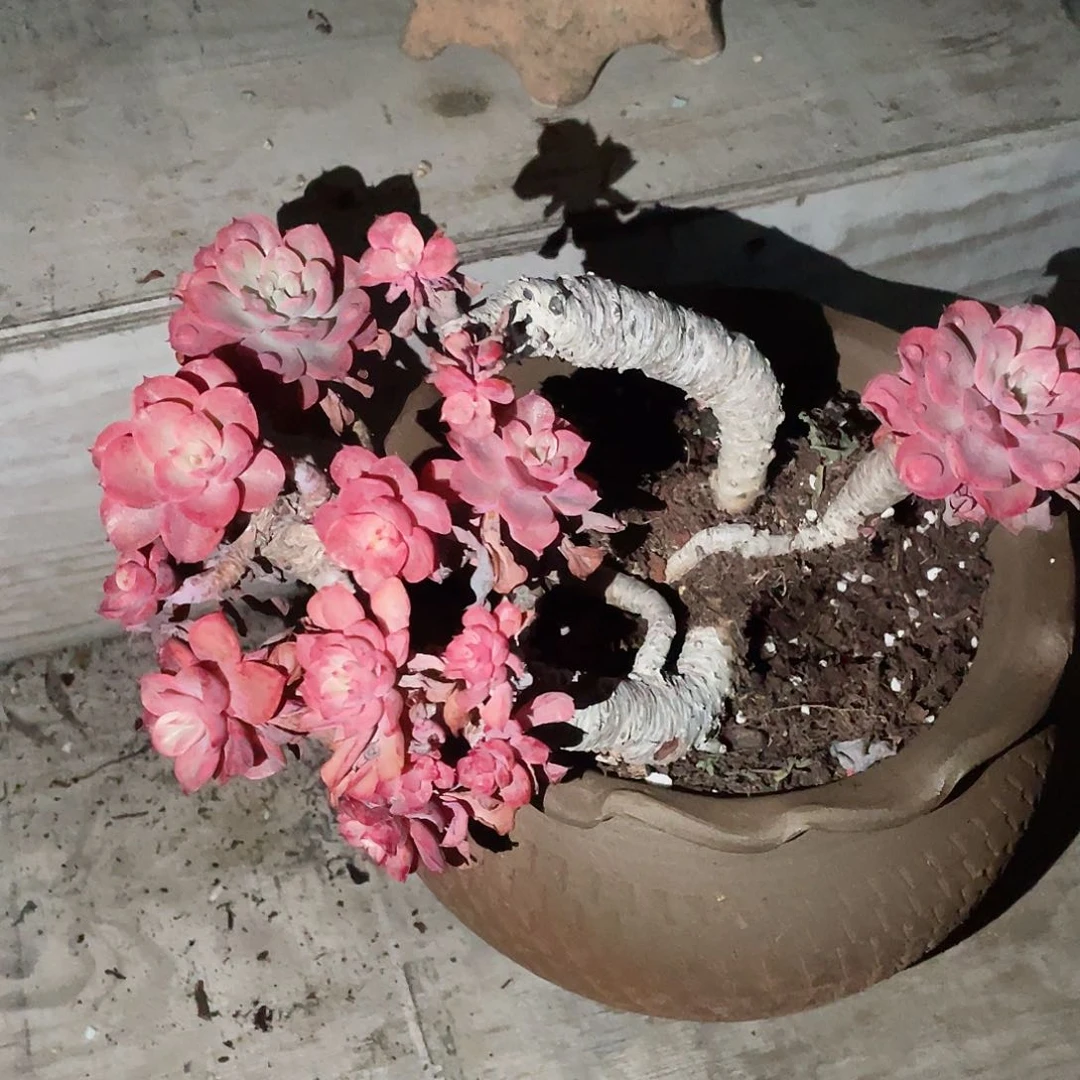 泪无痕老桩子多头包邮