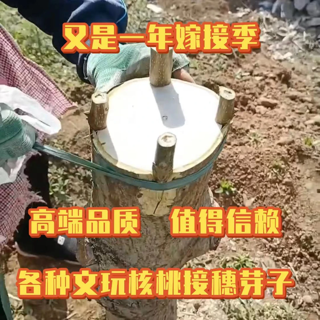 文玩核桃接穗嫁接枝条华坤龙霸王龙穿山甲小金鱼麻核桃芽子码子
