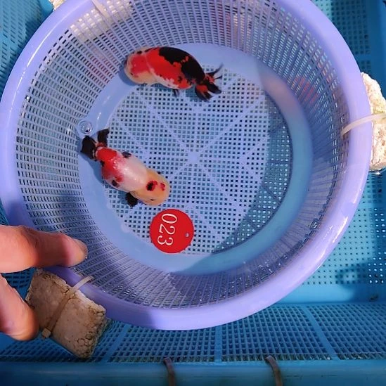 金鱼023兰寿两只特价顺丰包邮