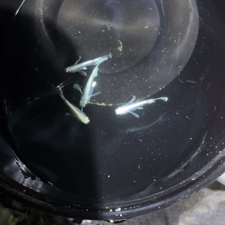 天使之翼观背青鳉