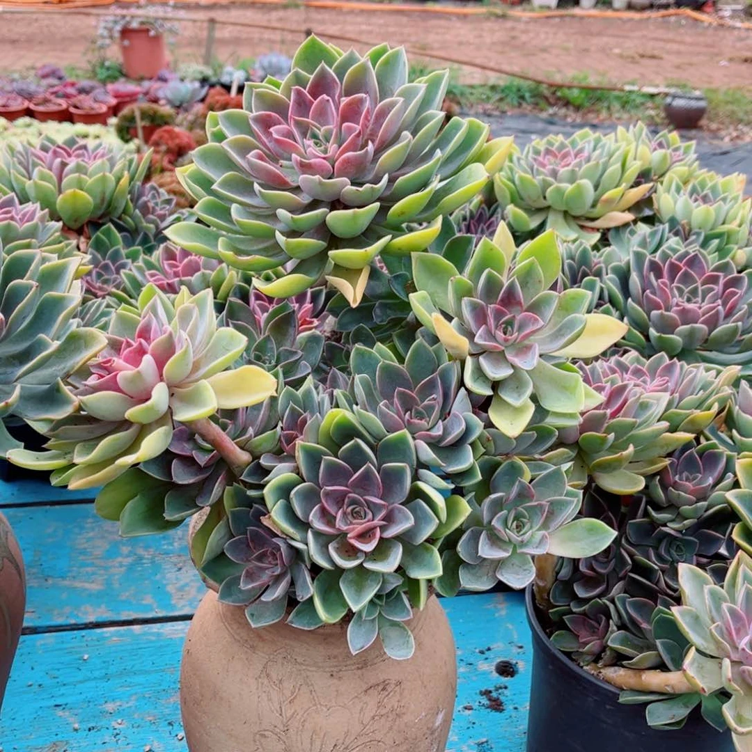 琼斯大群一颗带土球发货