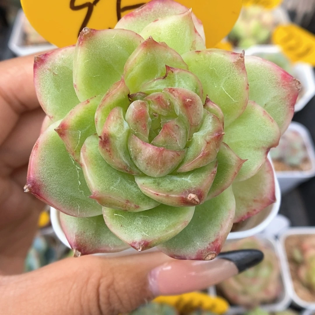 珍妮锦952号。