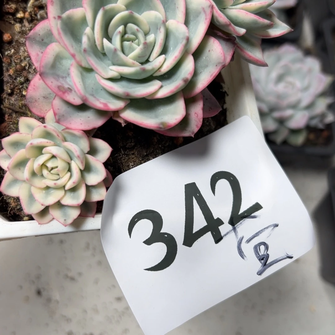 萱***子342、新店非常哥哥哥哥吧