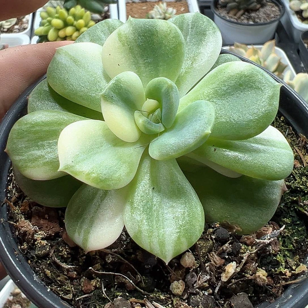 三文鱼锦 小方花圃一单包邮非偏远