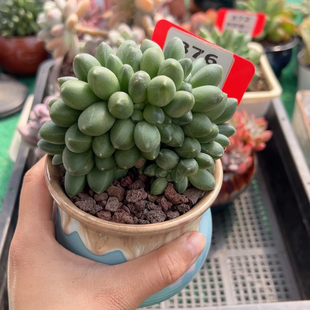 表妹精品多肉植物376: