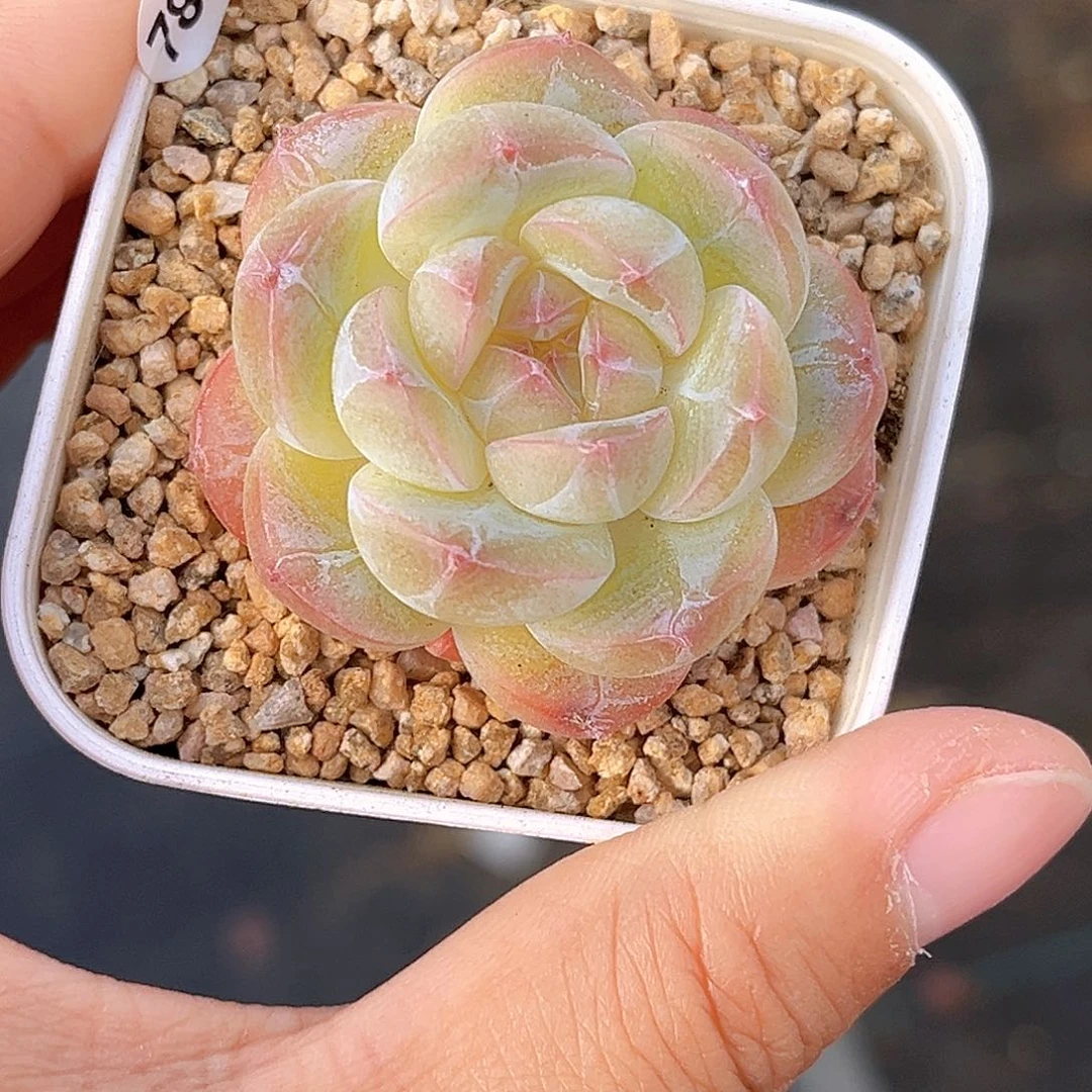 787  新品珍妮满18包邮