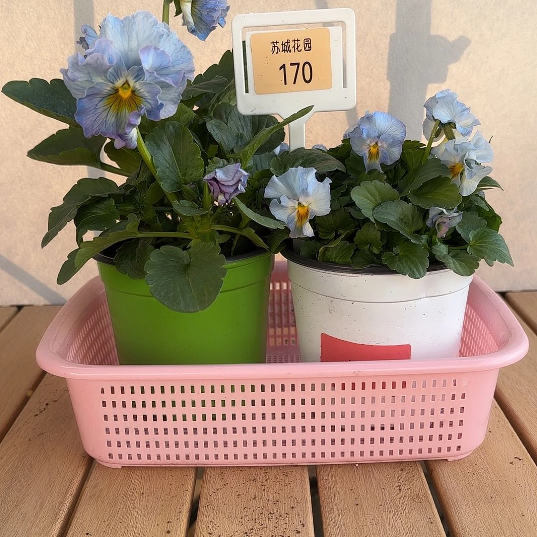 大部分开放少量花苞170