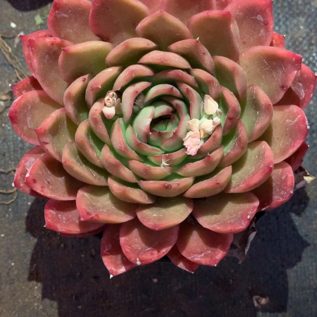 6215杂交多肉植物