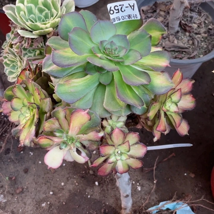 259龙鳞嫁接多肉123445789