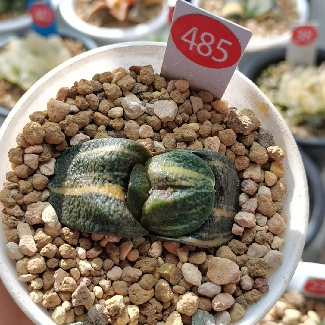 485号实生军配卧牛锦一物一拍带盆土发货