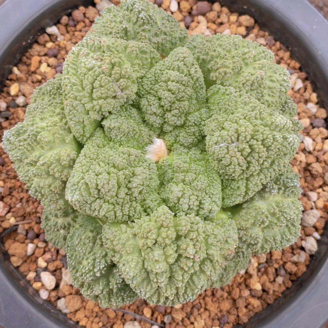自根细颗粒哥斯拉牡丹