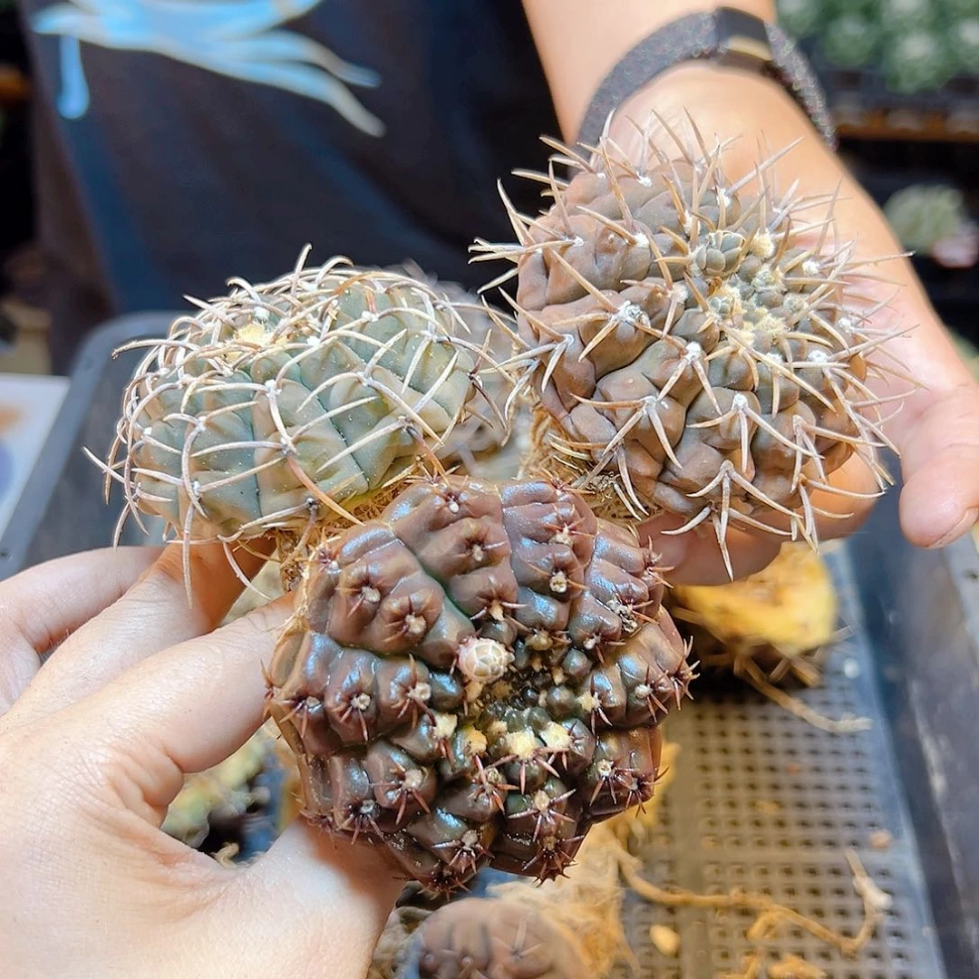 实生裸鄂刺球6公分萝卜根