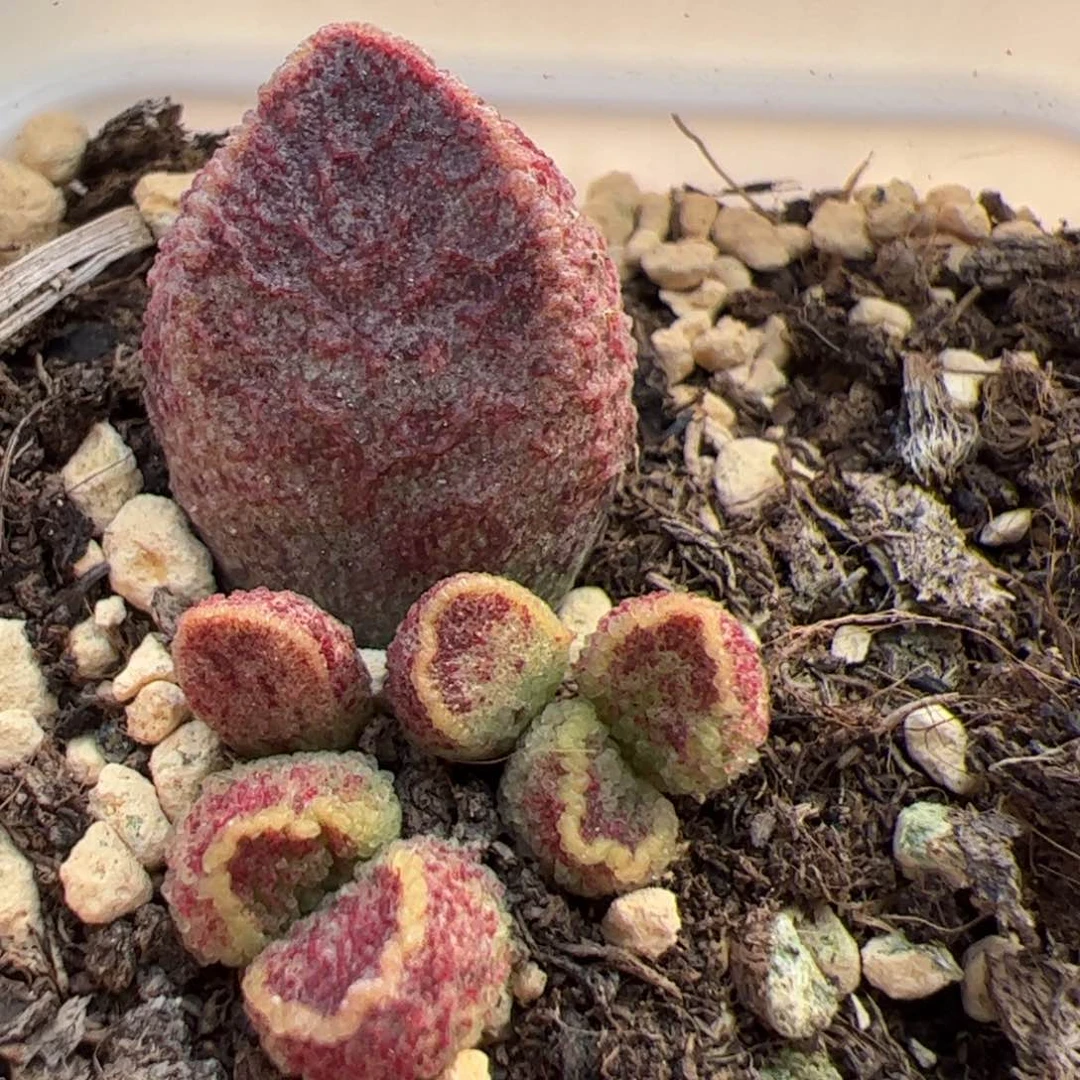 紫猪肝大苗多肉植物水泡