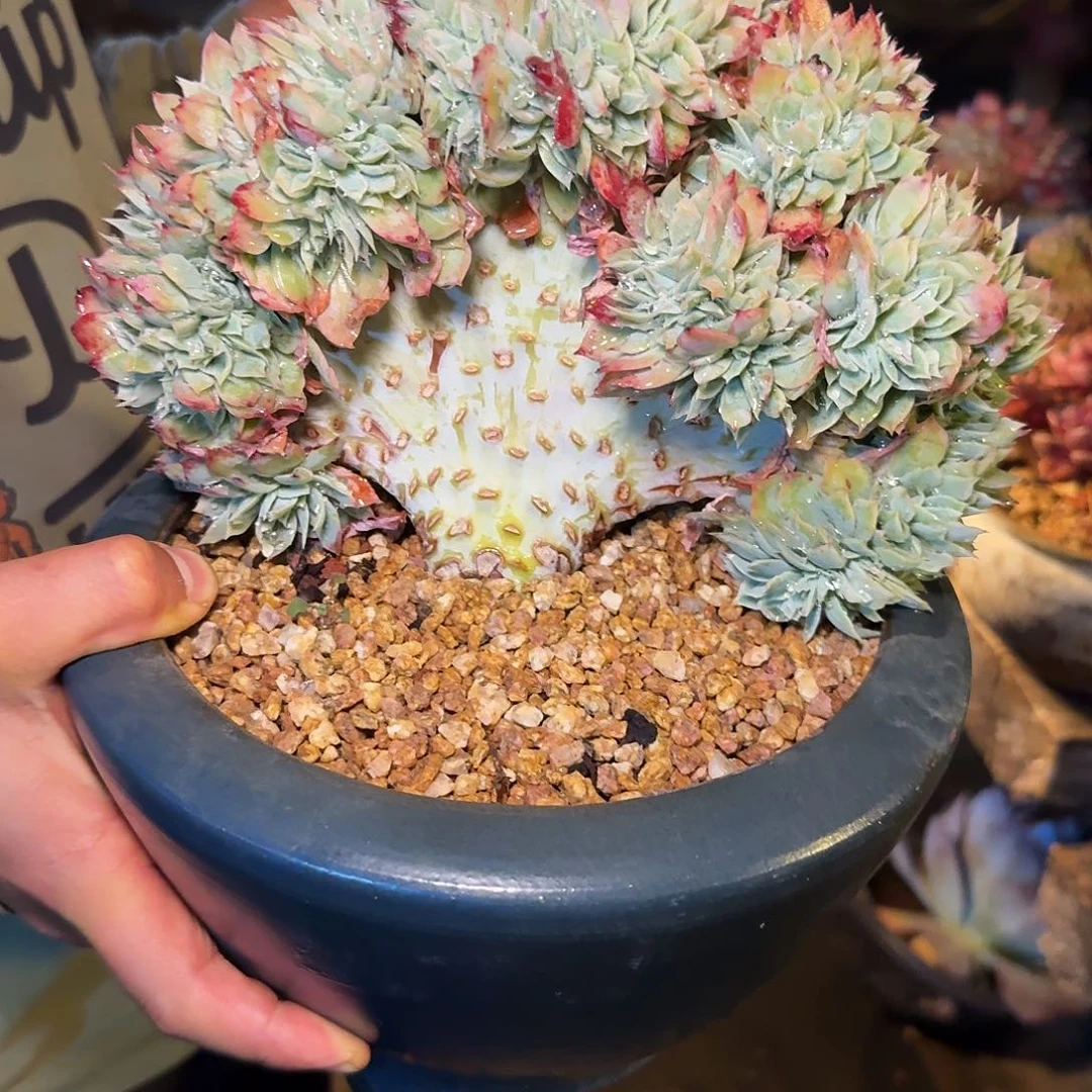 种**森多肉植物不带盆寄养