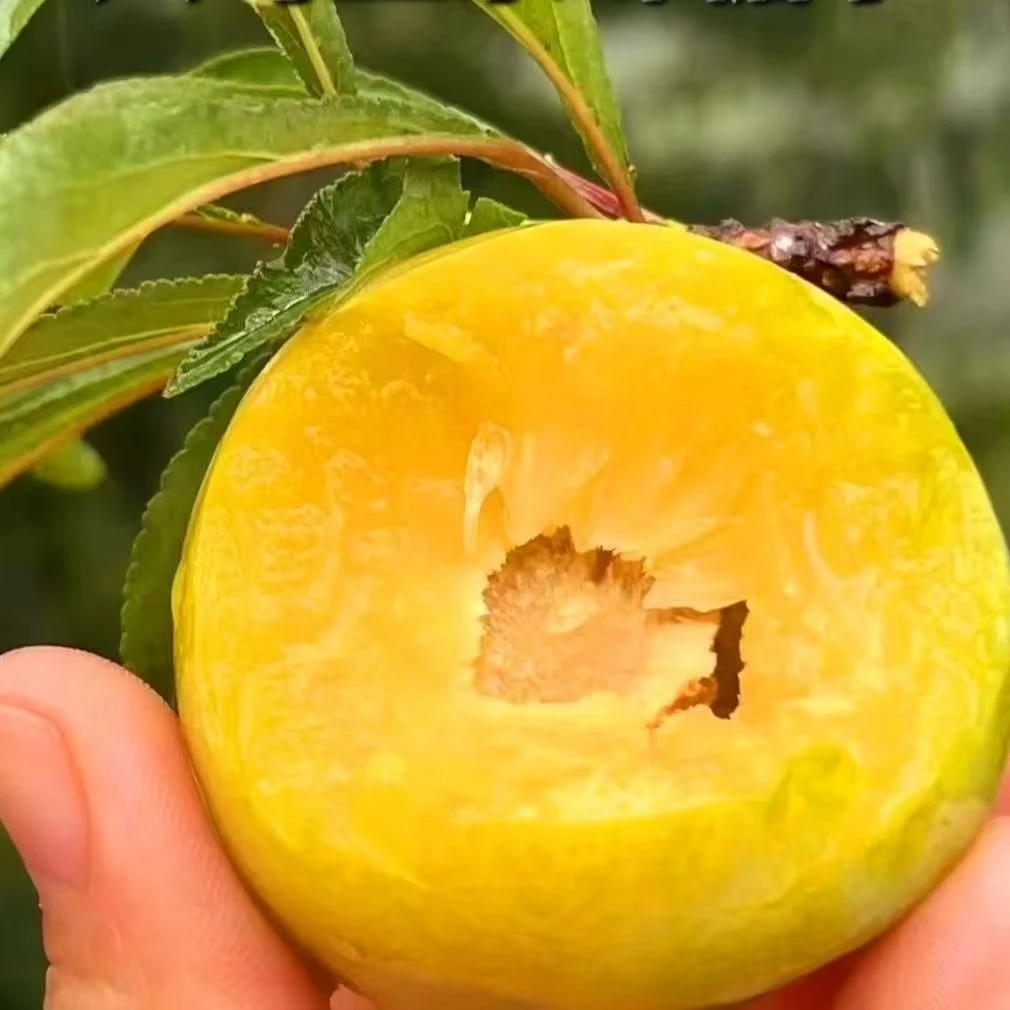 正宗贵州蜂糖李新鲜大果当季青脆甜爽脱骨六马蜂糖李0.1-8斤李子同城送