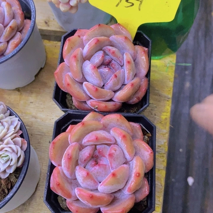 p****J多肉植物，开心多肉