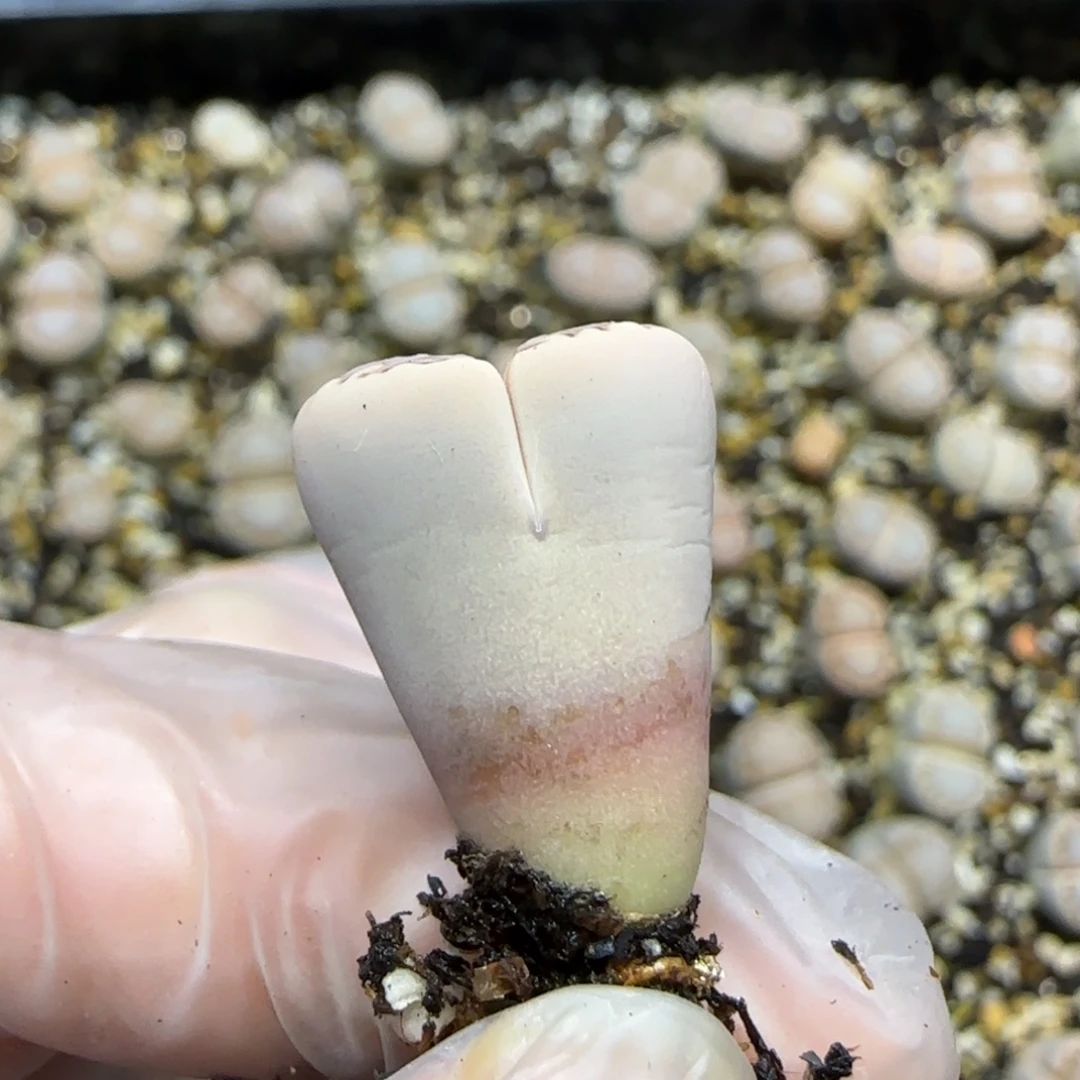 小***·12.18。  217饼干有腿福利 5004