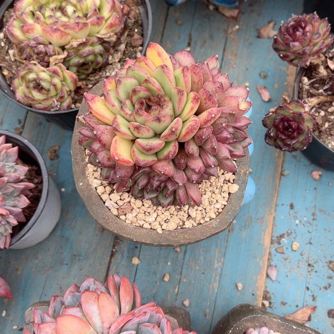 精品多肉植物老桩