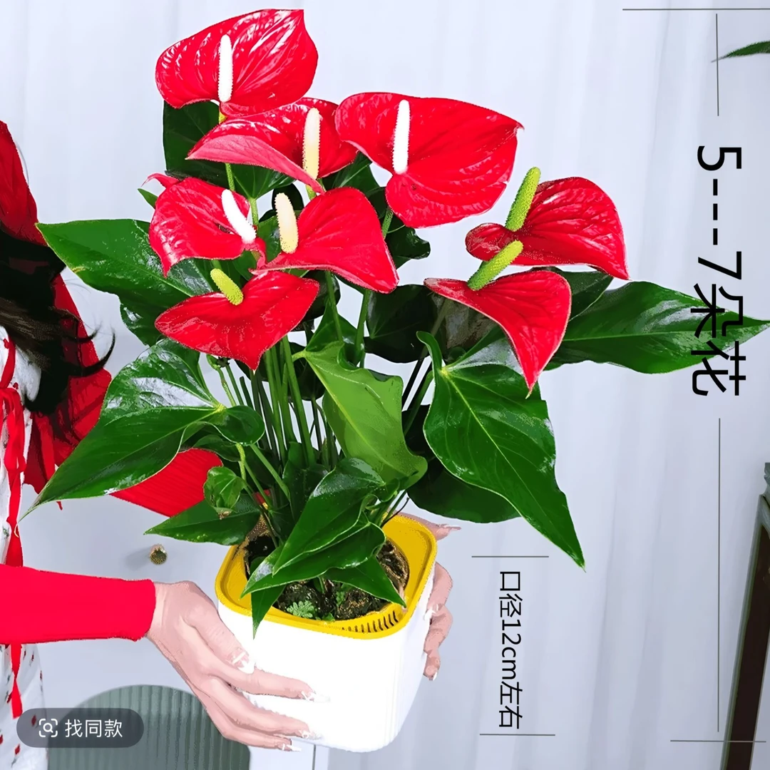 【5—7朵花】阿哲红掌盆栽绿植室内植物女神花卉植物红叶净化空气