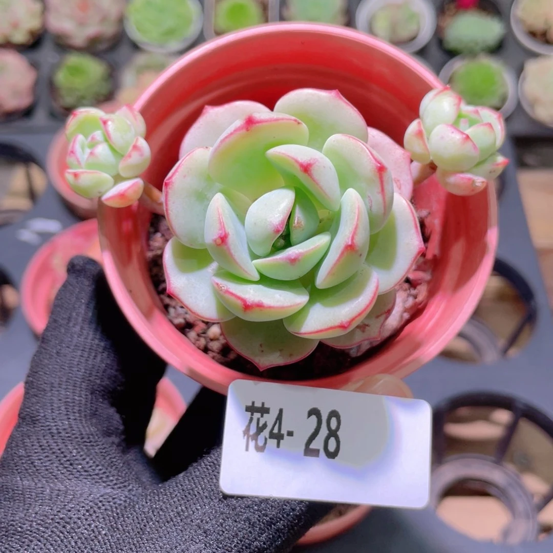 花利美4-28香草群