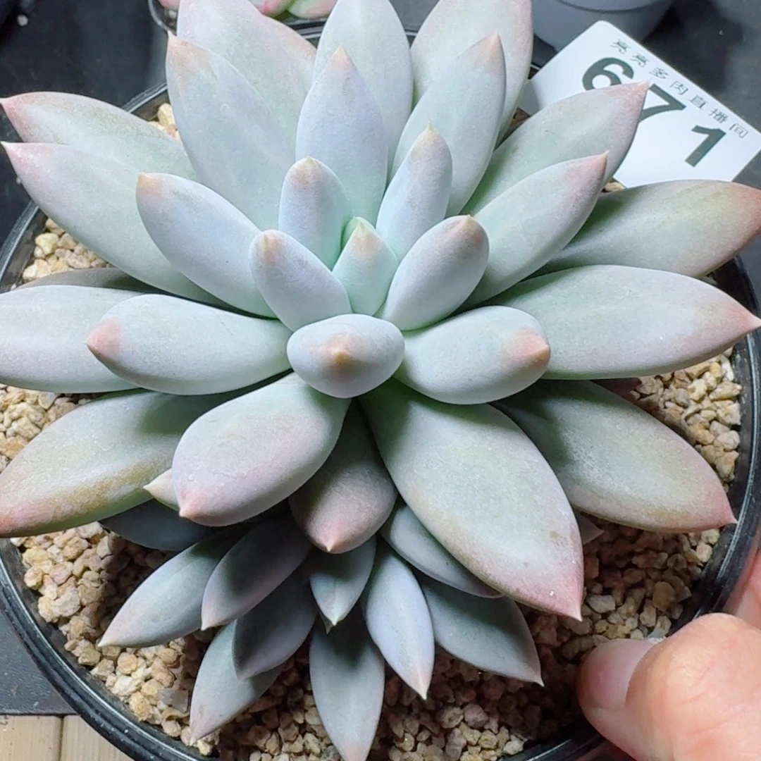 哥特萝莉            精美多肉植物