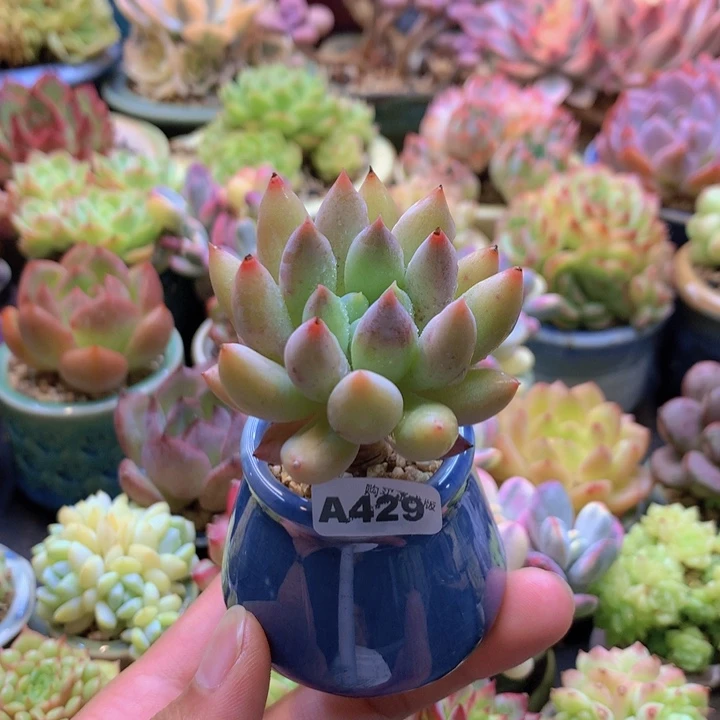 一物一拍含盆土满38包邮A429