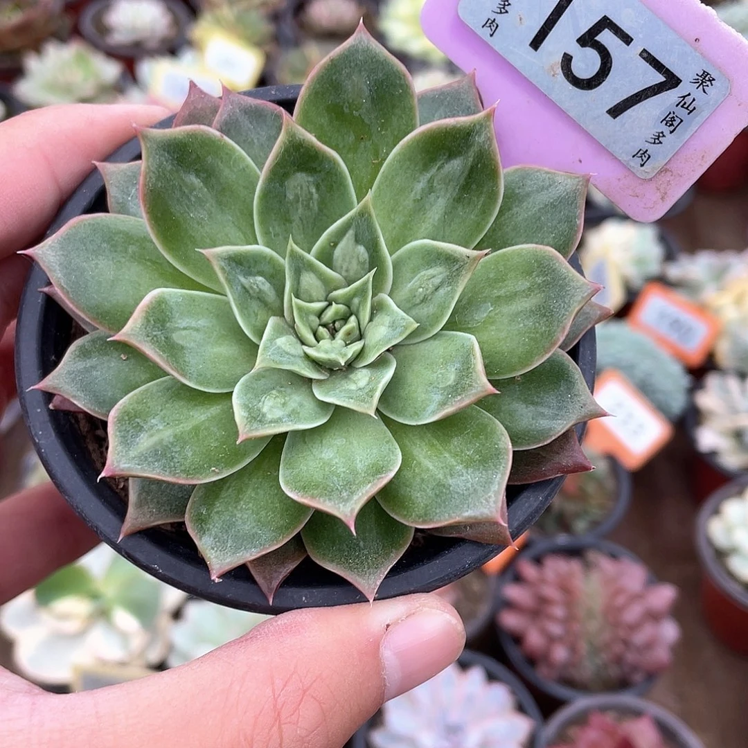 皮皮虾变异157号多肉