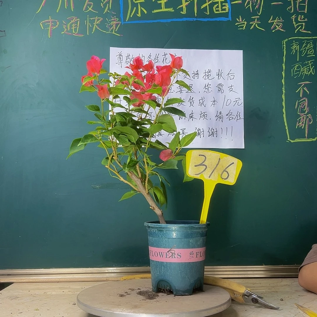 当前无花栽培后可以开花  暗斑夕阳红 316