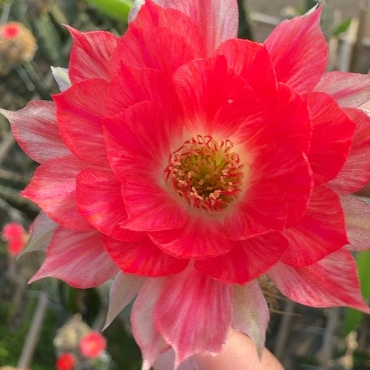 217丽花红羽歪3公分左右无根侧牙，20包邮