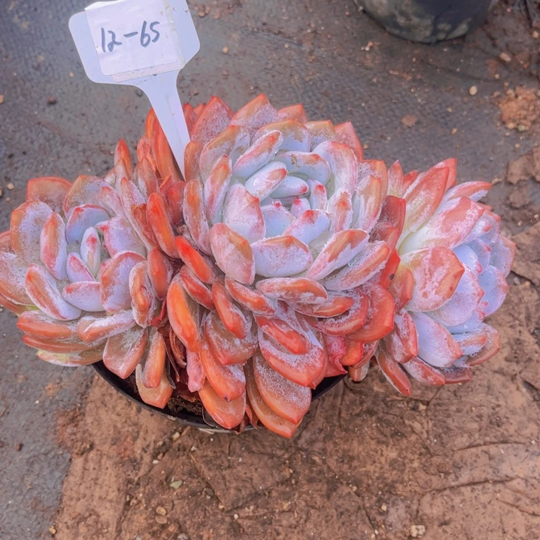 12-65