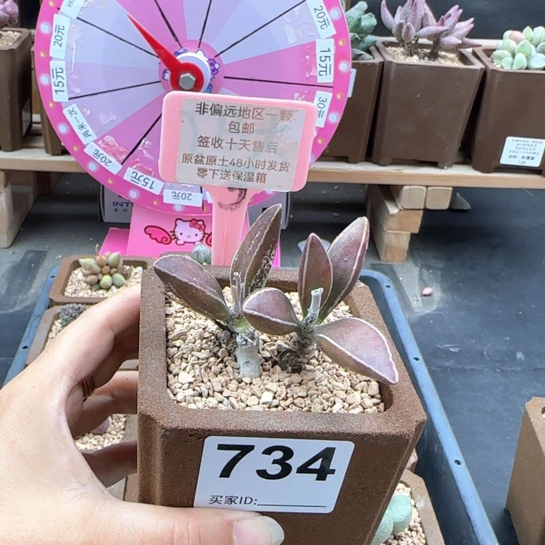 734黑肌楞叶多肉植物