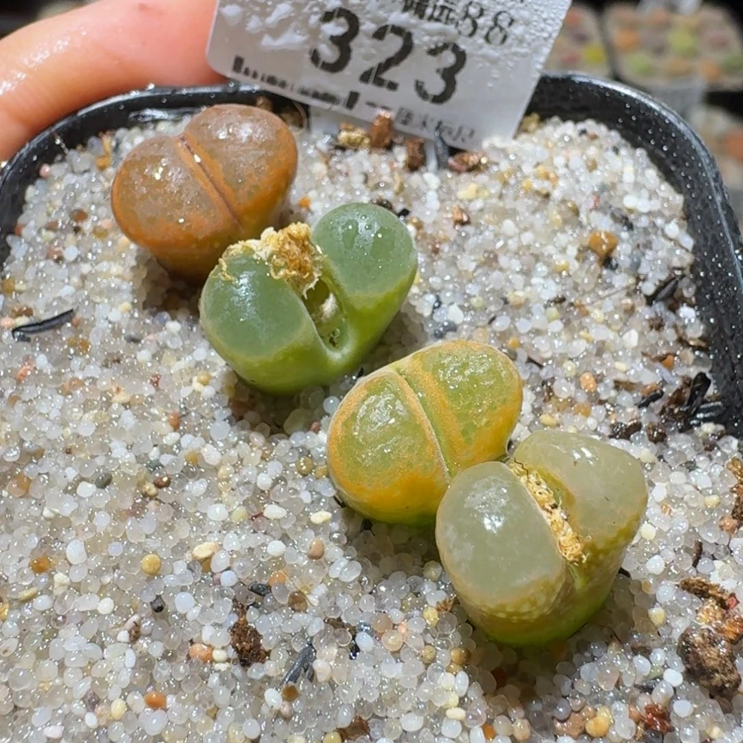 Sss精品便宜清了323