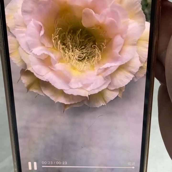 香香526号侧芽2.5公分左右