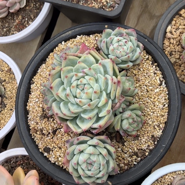 白拉糖 群生 夏鸣园艺