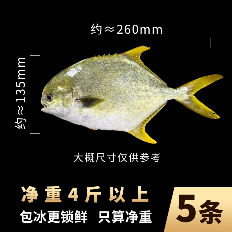 正宗金鲳鱼5条共4斤以上 北部湾深海源产地 鲜活海捕速冻不帮杀