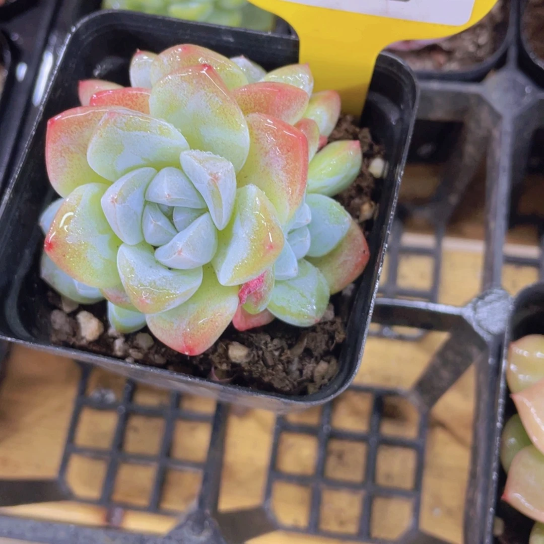 702号 老桩飘枝冰玉多头
