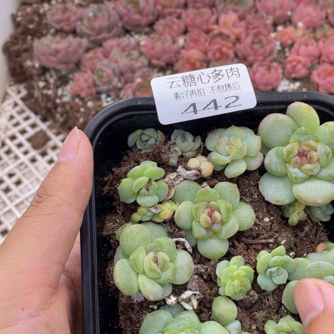 云糖心多肉植物442