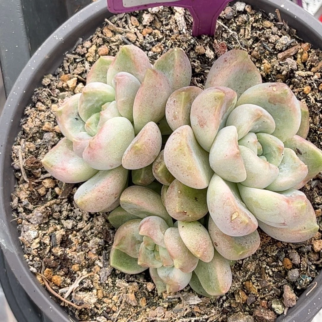 多肉植物棉花糖790