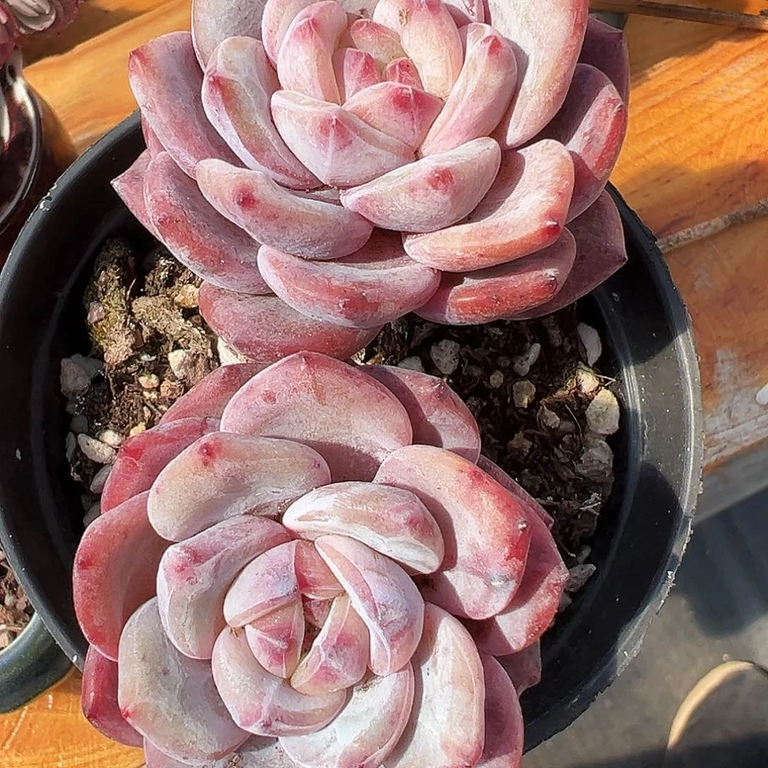 双头老牛腿星影石化群生