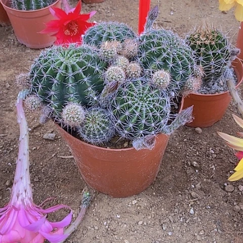 新****?仙人掌彩草B 295