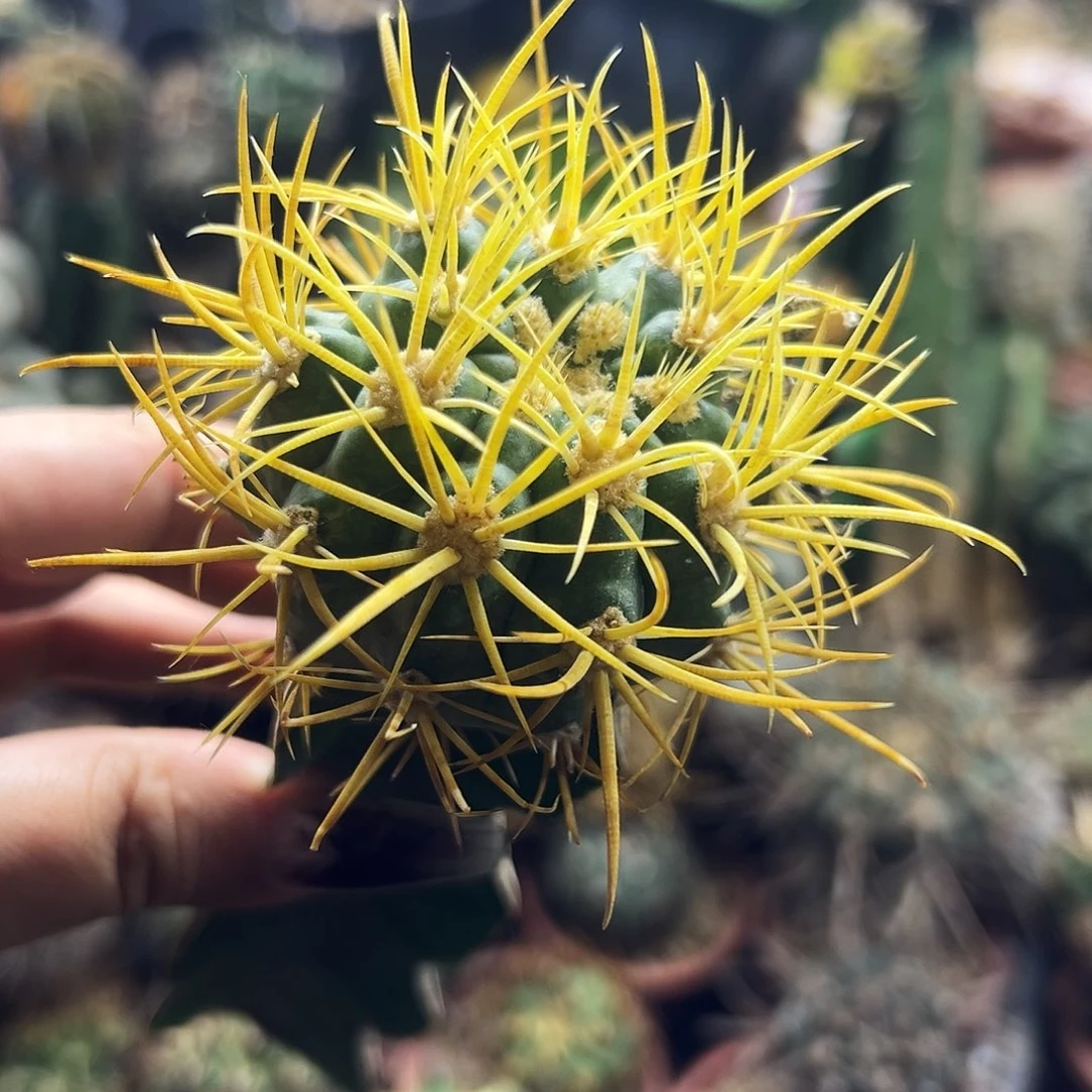 日系金冠龙仙人球1111111