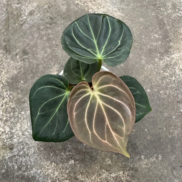印尼进口kos 花烛热植 0637专拍