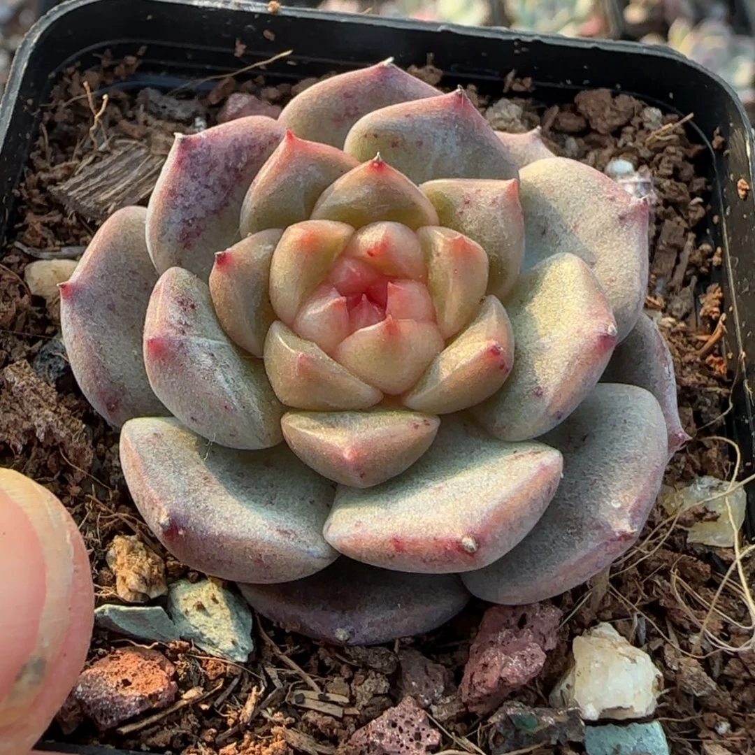 小卡拉米糖心一物一拍结账