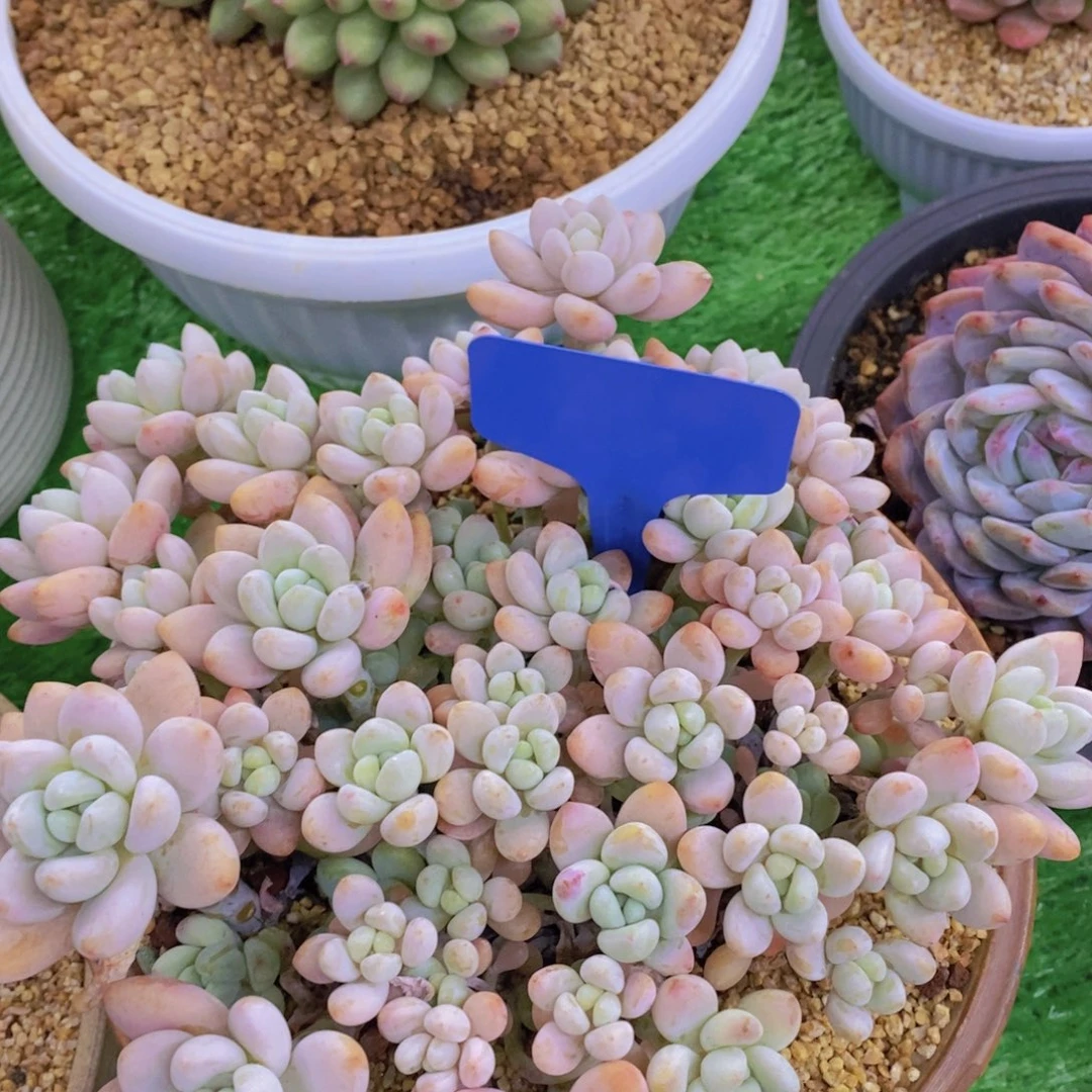 多肉植物，开心多肉