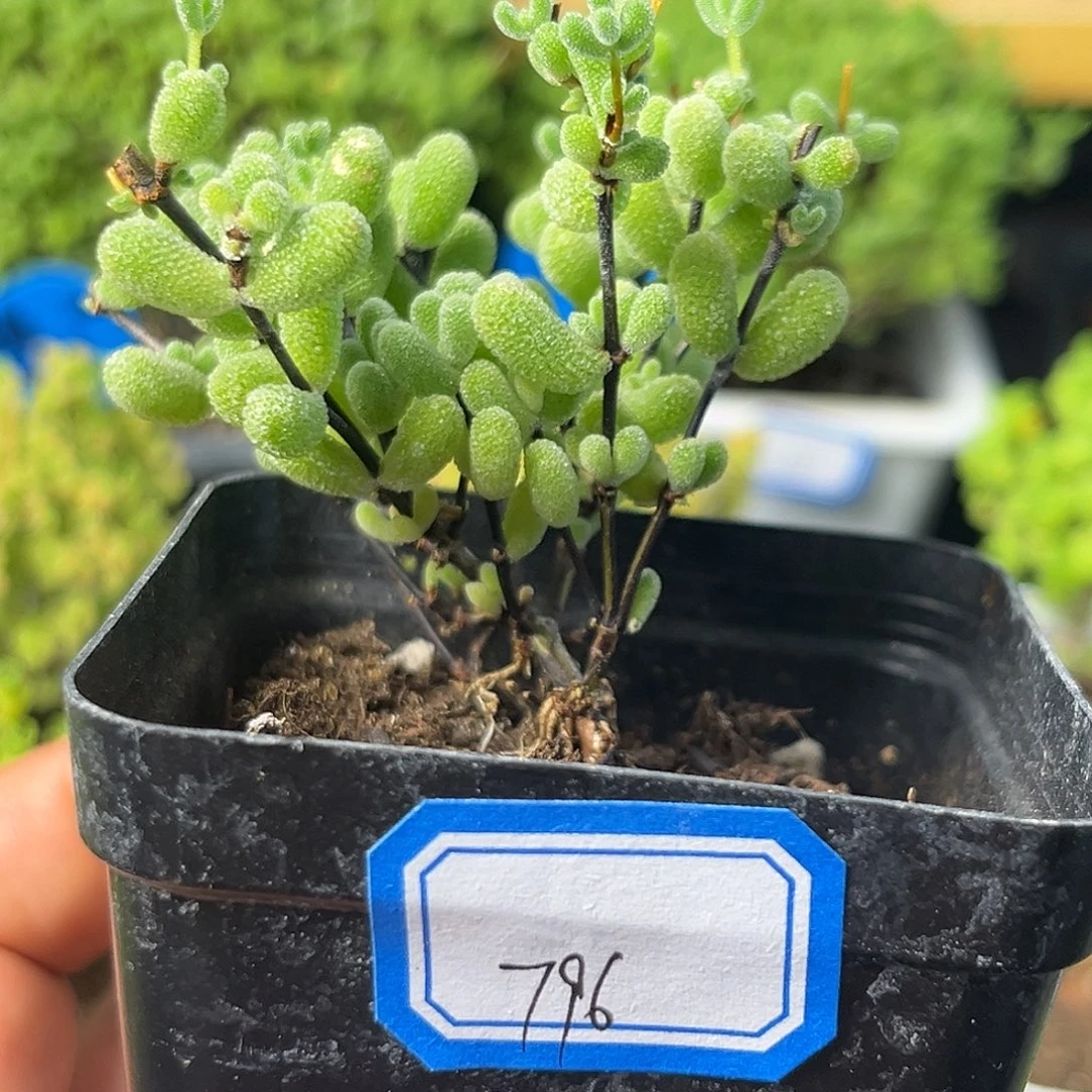 796翡翠。