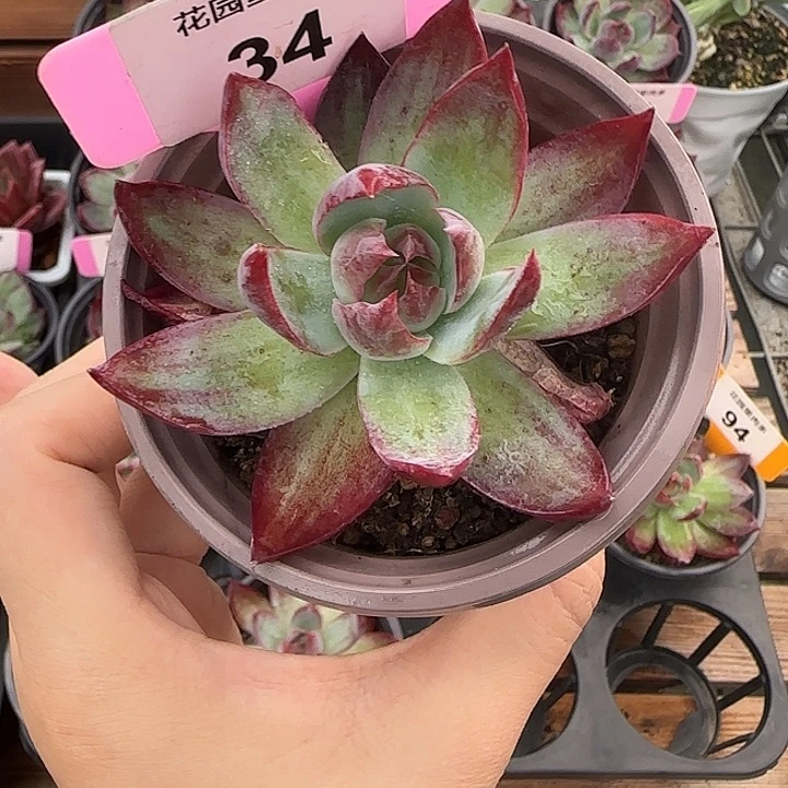 34 惊鸿仙子多肉植物