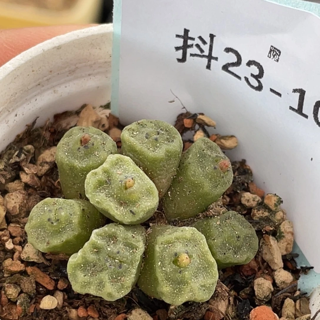 23-104烧麦多肉植物