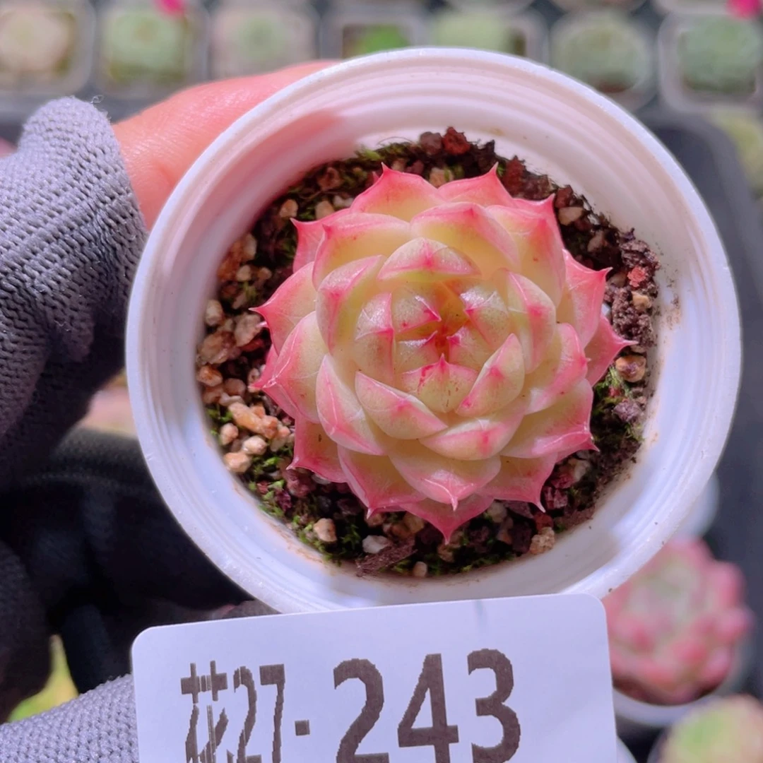 花利美27-243麦秆